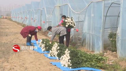 泗阳:特色农业百花齐放助力乡村振兴稳步推进