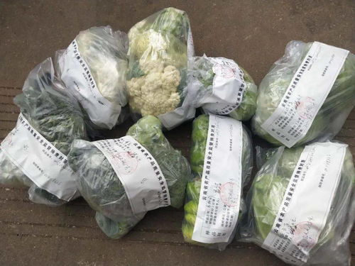 工作动态 五华开展年度第七次产地农产品 蔬菜 水果 质量安全监督抽检