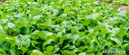 重庆建立首个村级农产品质量安全监管站