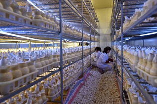 古田翠屏湖风生水起，新时代工艺品销售日新月异