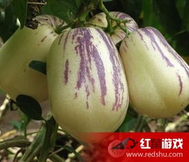 人参果的3种吃法与保健作用，日用百货中备受青睐的健康佳品